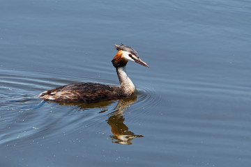 Crested Grebe Swimming