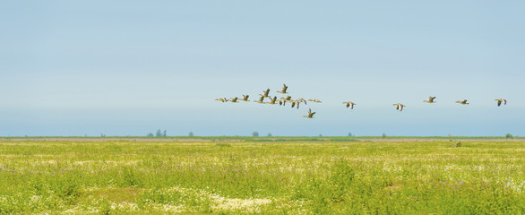 Geese flying in a blue cloudy sky in sunlight in summer