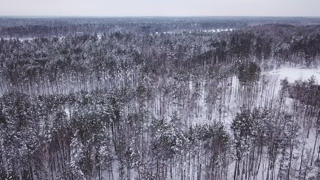 A clean and smooth beautiful snowy winter forest.