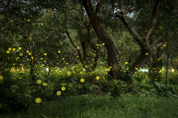 Fireflies flying in the forest at twilight