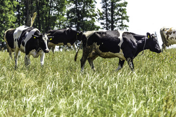 Motley cows that graze in the meadow with green grass. Mid summer . Milk farm . Podlasie, Poland.