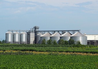 Fototapeta na wymiar Grain storage site with corrugated steel silos and grain distribution system shine under the summer sun behind agricultural fields