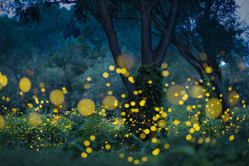Fototapeta na wymiar Fireflies flying in the forest at twilight