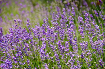 Obraz premium Flowering lavender in Crimea