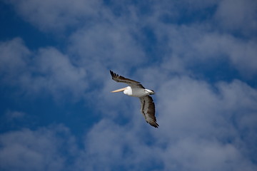 Birds, the freedom