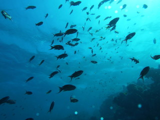 Obraz na płótnie Canvas Unterwasserfotografie am Roten Meer 