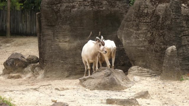 Nature wild life animal antelope Addax, native inhabitant of the Sahara Desert