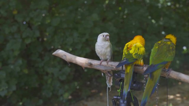Parrots Agapornys sit on a rack stand