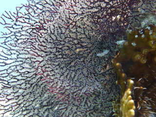 Unterwasserfotografie am Roten Meer 