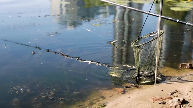 corf with a caught fish on the river bank