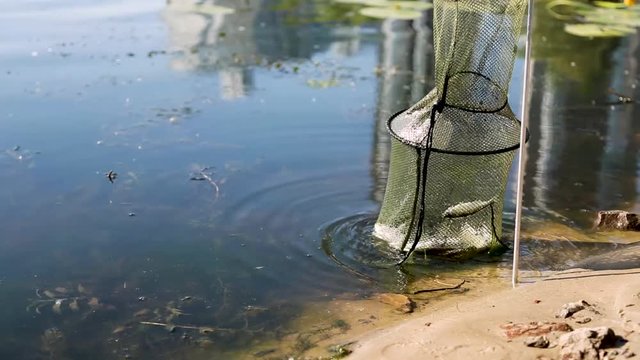 corf with a caught fish on the river bank