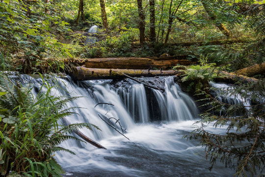 waterfall and fallen logs with fern in western washington state