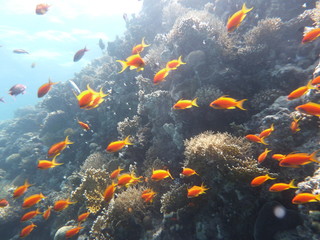 Obraz na płótnie Canvas Unterwasserfotografie am Roten Meer 