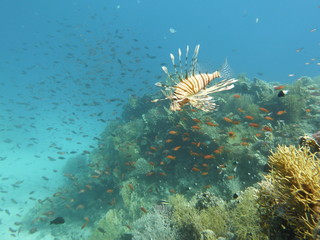 Unterwasserfotografie am Roten Meer 