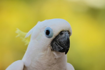 Birds, the freedom