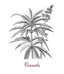 Vintage botanical print of Cannabis sativa plant: each part of the plant is harvested differently, the seeds for hempseed oil, flowers for cannabinoids consumed for recreational and medicinal purpose