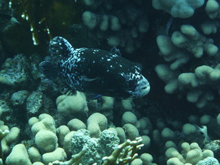 Unterwasserfotografie am Roten Meer 