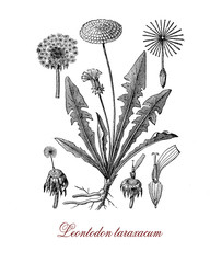 Botanical vintage engraving of Leontodon taraxacum or common dandelium,  weed used as medical herb or in food preparation (dandelion wine). - obrazy, fototapety, plakaty