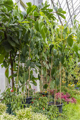 Beautiful plants in Domain Wintergardens, Auckland, New Zealand