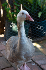 Gray Goose