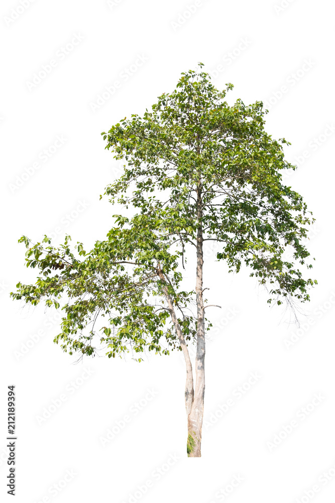 Wall mural tree isolated on a white background.