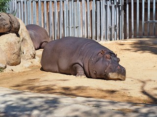 sleeping hippopotamus