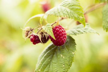Red berry raspberry hangs on a branch