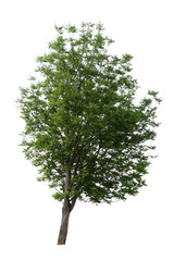 Obraz premium Tree isolated on a white background.