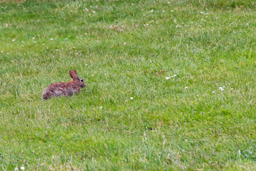 Little rabbit on green grass in summer
