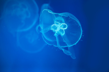 Jellyfish under water illuminated with blue light