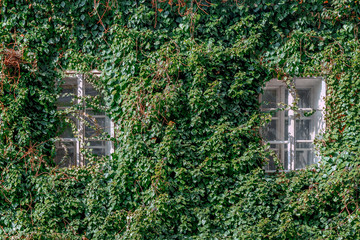 house with Windows entwined with wild grapes