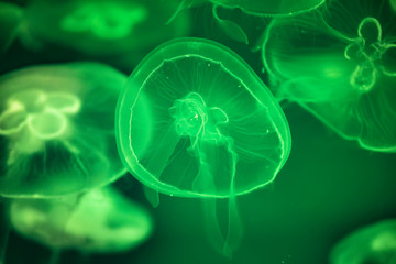 Obraz premium Jellyfish under water illuminated with green light