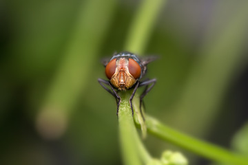 Fly ,Insect,on the green grass,Macro photo of fly on green leaf Focus on the eyes