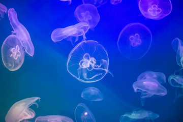 Jellyfish under water illuminated with pink and blue light
