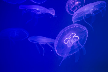Jellyfish under water illuminated with pink light