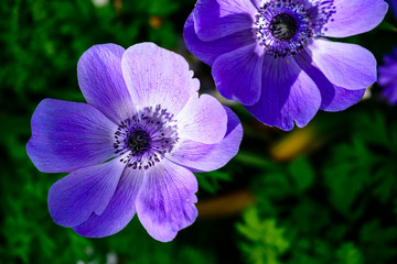 Beautiful blossom purple anemone flowers