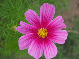 Obraz premium pink flower and yellow pollen in garden with workpath