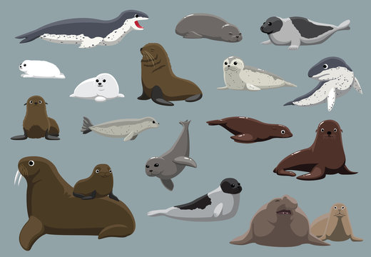 Various Seals Set Cartoon Vector Illustration