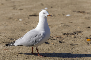 Seagull walking on beach