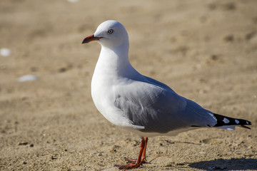 Seagull walking on beach