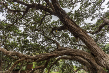 Pohutukawa tree in Dove-Myer Robinson Park, Auckland, New Zealand