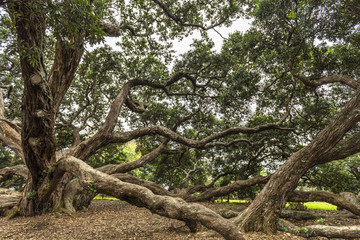 Fototapeta na wymiar Pohutukawa tree in Dove-Myer Robinson Park, Auckland, New Zealand
