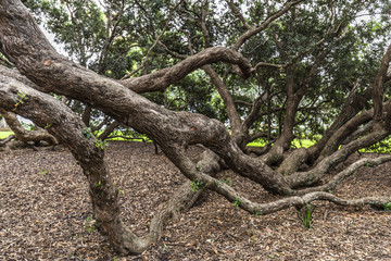 Pohutukawa tree in Dove-Myer Robinson Park, Auckland, New Zealand