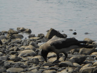 портрет вороны на реке летом