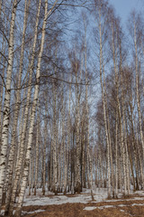 Birch Grove in the early spring