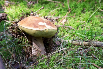 Mushrooms in the wood, nature background