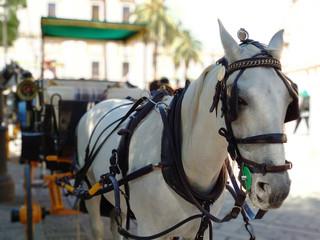 Naklejka na ściany i meble andalusian white horse in seville pulling a beautiful carriage for a walk.