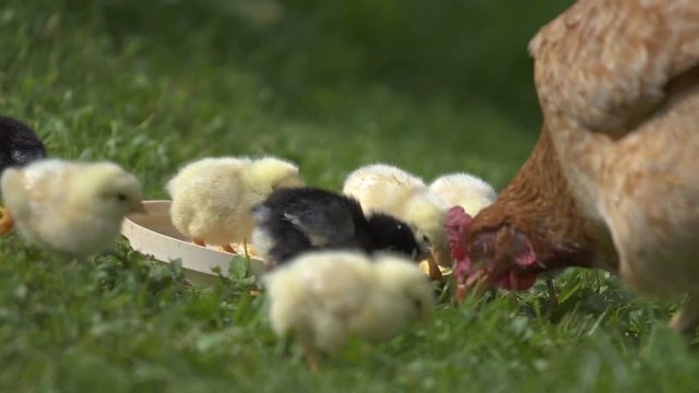Baby chicks and mother hen feed on bio farm
