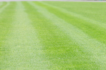 Green lawn for a football field