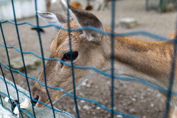 Deer in captivity